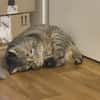 Josie sucht ein liebevolles Zuhause