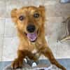 Kleiner Schatz Leonello sucht Zuhause
