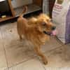 Kleiner Schatz Leonello sucht Zuhause