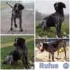RUFUS -liebt Schweißarbeit-