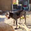 RUFUS -liebt Schweißarbeit-