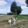 REHLEIN -idealer Zweithund-