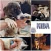 KIBA * Ihre Menschen sind Ihre Welt