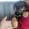 Mailo, zarter Hundebub sucht Zuhause