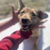 Chester, kleiner Hundemann ganz groß