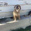 Chester, kleiner Hundemann ganz groß
