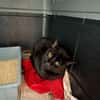 Dylan aus dem Tierschutz