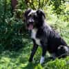 DOLLY -tolle, aktive Hundeseele-