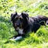 DOLLY -tolle, aktive Hundeseele-