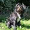 DOLLY -tolle, aktive Hundeseele-
