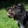 DOLLY -tolle, aktive Hundeseele-