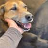 Bella: verträgliche Hündin sucht Zuhause