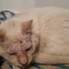 CALIN