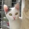 GEORGETTE