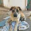 BERTA