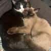 Notfall - Mila & Masha suchen ein Dich!