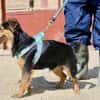 Figo, freundlich, offen,kinderfreundlich