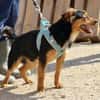 Figo, freundlich, offen,kinderfreundlich
