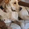 Luna, 1,5-jährige  Labi Hündin