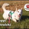 Corgi Mischling Peppi sucht sein Glück