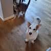 Corgi Mischling Peppi sucht sein Glück