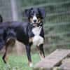 Luna sucht ein Zuhause