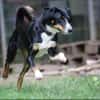 Luna sucht ein Zuhause