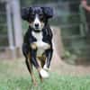 Luna sucht ein Zuhause