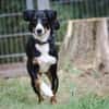 Luna sucht ein Zuhause