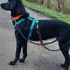 Trudy sucht ein aktives Zuhause