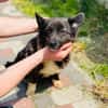 Gerda  Ein Wunderhund voller Liebe