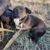 Gerda  Ein Wunderhund voller Liebe