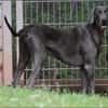 Gino sucht ein standfestes Zuhause