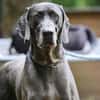 Gino sucht ein standfestes Zuhause
