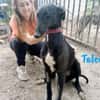 Talco liebenswerter junger Galgo 6/24 DE
