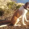 Cracker ein treuer Begleiter 10/21 DE PS