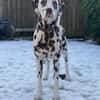 Marshall sucht Pflegestelle/Zuhause