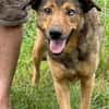 Cuno - dringend Zuhause gesucht!!