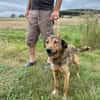 Cuno - dringend Zuhause gesucht!!