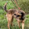 Cuno - dringend Zuhause gesucht!!