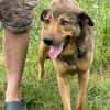 Cuno - dringend Zuhause gesucht!!