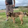 Cuno - dringend Zuhause gesucht!!