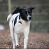Sensibler Snoopy sucht ein Zuhause