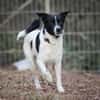 Sensibler Snoopy sucht ein Zuhause