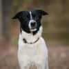 Sensibler Snoopy sucht ein Zuhause