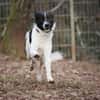 Sensibler Snoopy sucht ein Zuhause