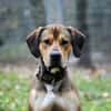 Tollpatsch Goofy sucht ein Zuhause