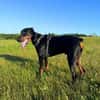 Stöpsel - Dobermann-Riesenbaby