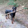 Stöpsel - Dobermann-Riesenbaby
