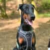 Stöpsel - Dobermann-Riesenbaby